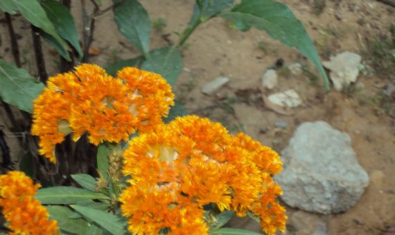 Jesu Ashram Gallery Image