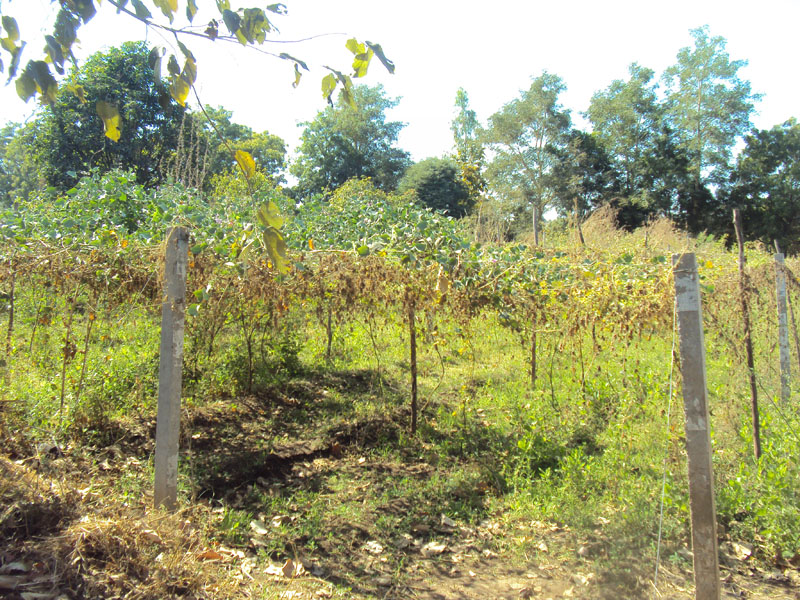 Jesu Ashram Gallery Image